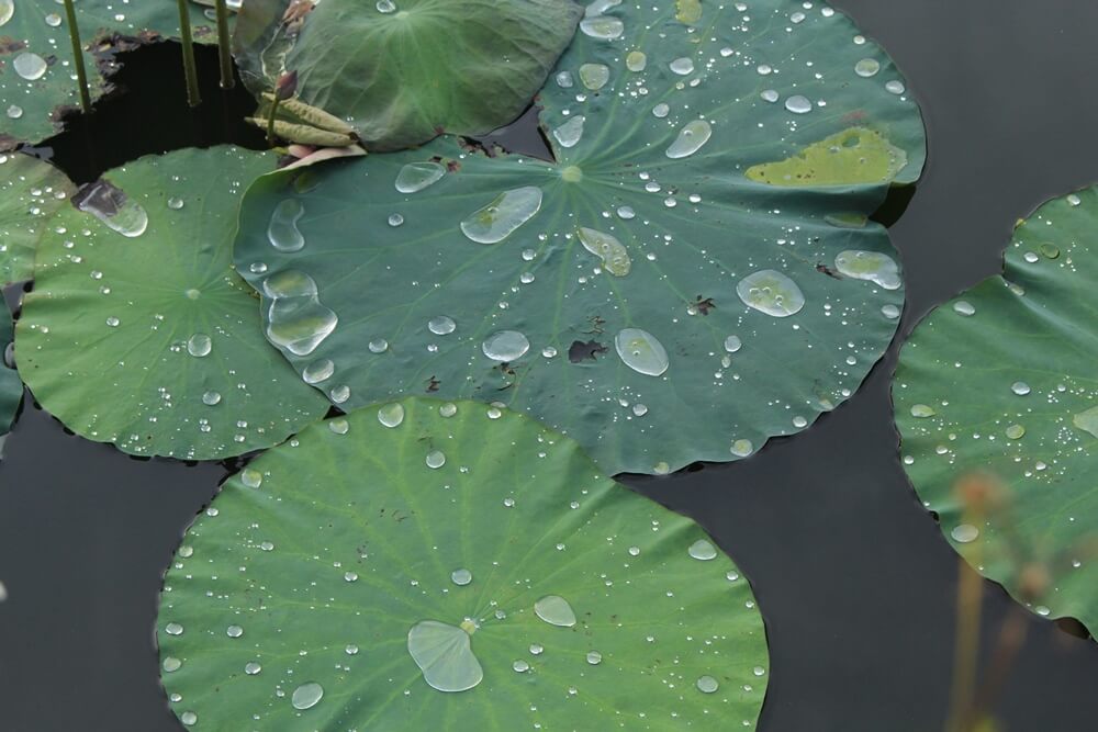photo-of-lotus-leaves-with-water-drops-on-them