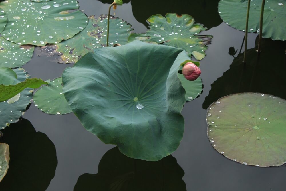 photo-of-lotus-flowers-and-leaves-03