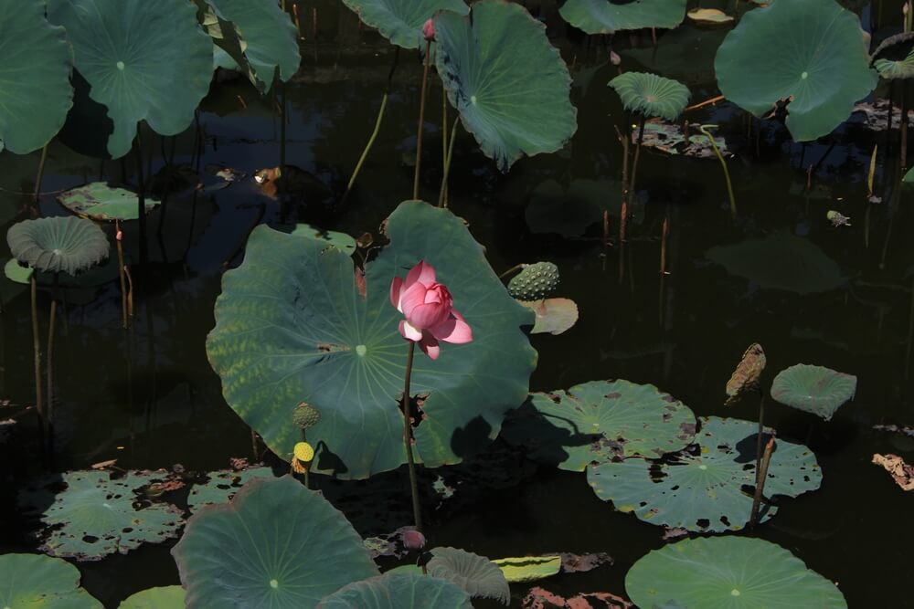 photo-of-lotus-flowers-and-leaves-06