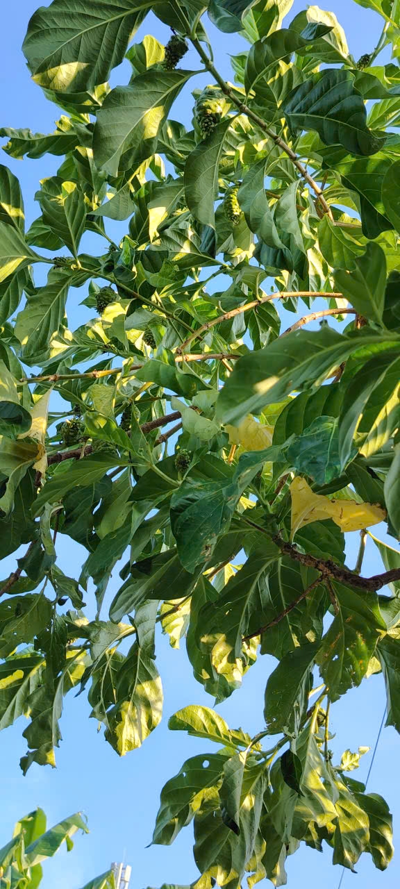 noni-tree