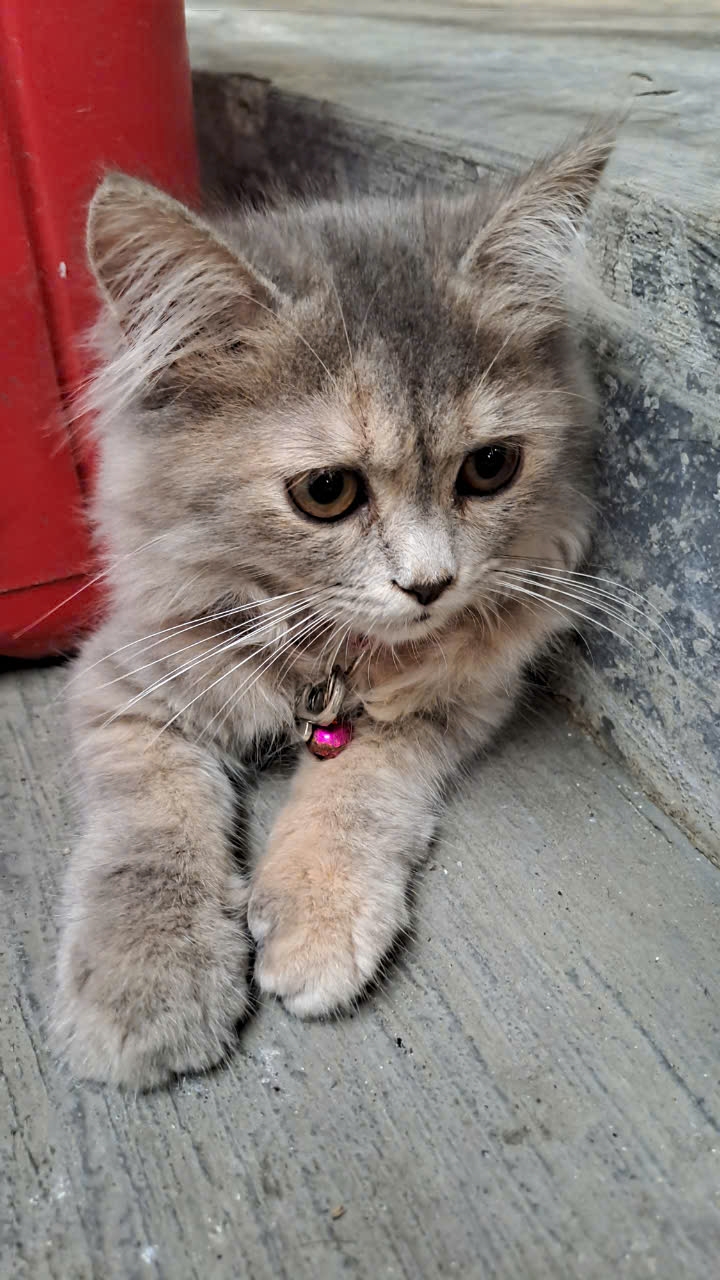 the-adorable-kitten-is-angry