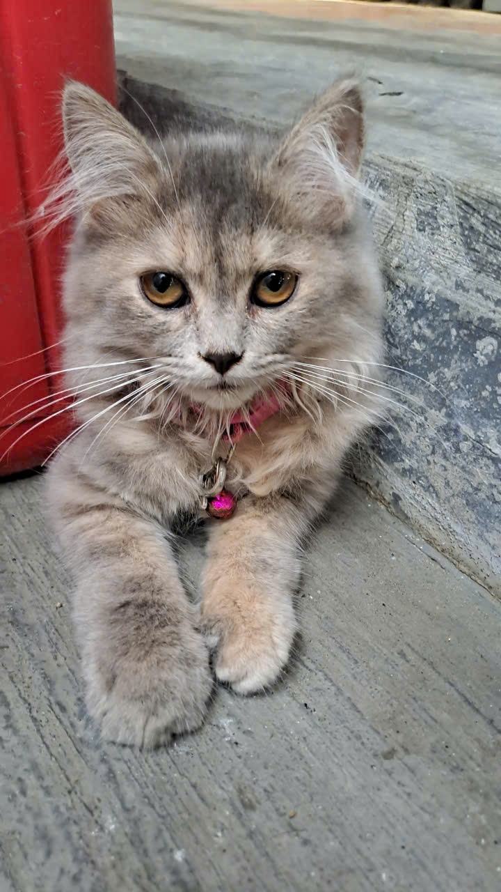 the-beautiful-kitten-was-about-to-cry-because-of-anger