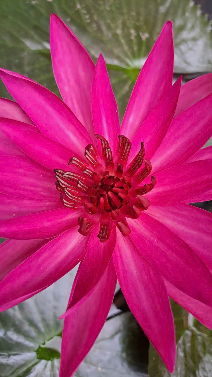 water-lily