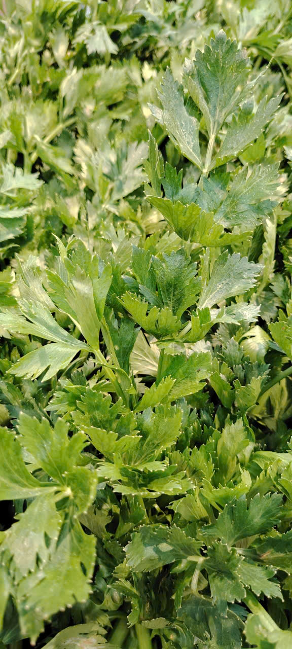 green-celery